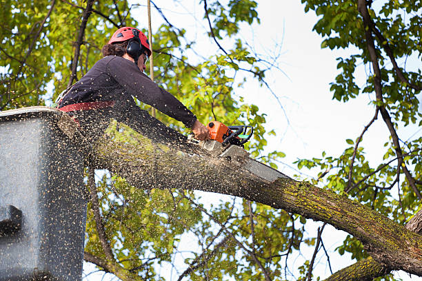 Leaf Removal in Necedah, WI